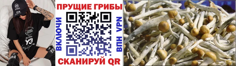 где продают наркотики  Гусиноозёрск  Псилоцибиновые грибы Magic Shrooms 